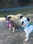 Pound Paws Rescue - Lillie, Oamaru Carousel 1