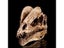 Dilophosaurus Ryrannosaurus Resin Dinosaur Skull Model Collection Carousel 1