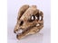 Dilophosaurus Ryrannosaurus Resin Dinosaur Skull Model Collection Carousel 4
