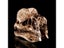 Dilophosaurus Ryrannosaurus Resin Dinosaur Skull Model Collection Carousel 5