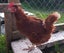 Brown Shaver Hens Carousel 2