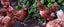Brown Shaver Hens Carousel 9