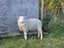 Ram - Texel x Romney Carousel 1