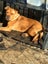 American Staffy Dog Carousel 1