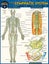 Anatomy of the Lymphatic System by Vincent Perez - Paperback Carousel 1