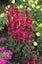 Lobelia Star Ship Deep Rose F1 Hybrid 25 seeds Carousel 1