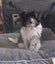 HUMANE SOCIETY RESCUE DOG - SASSY A SHIH TZU X Carousel 1