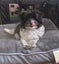HUMANE SOCIETY RESCUE DOG - SASSY A SHIH TZU X Carousel 4