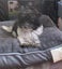 HUMANE SOCIETY RESCUE DOG - SASSY A SHIH TZU X Carousel 5