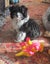HUMANE SOCIETY RESCUE DOG - SASSY A SHIH TZU X Carousel 3