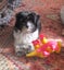 HUMANE SOCIETY RESCUE DOG - SASSY A SHIH TZU X Carousel 6