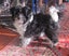 HUMANE SOCIETY RESCUE DOG - SASSY A SHIH TZU X Carousel 2