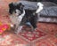 HUMANE SOCIETY RESCUE DOG - SASSY A SHIH TZU X Carousel 7