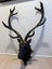 Authentic Charm: Real Antler Deer Head Mount Carousel 1