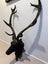 Authentic Charm: Real Antler Deer Head Mount Carousel 2