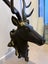 Authentic Charm: Real Antler Deer Head Mount Carousel 3