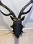 Authentic Charm: Real Antler Deer Head Mount Carousel 5