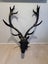 Authentic Charm: Real Antler Deer Head Mount Carousel 6