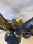 Authentic Charm: Real Antler Deer Head Mount Carousel 7