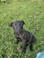 Auckland Puppy Rescue - BINGO Carousel 1