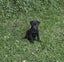 Auckland Puppy Rescue - BINGO Carousel 4