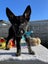 Puppies For Sale!! Carousel 2