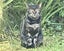 Lost Cat - New Plymouth Carousel 3