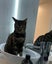 Lost Cat - New Plymouth Carousel 4