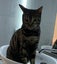 Lost Cat - New Plymouth Carousel 5