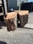 Solid Swamp Kauri Stump Piece Slab – Ideal for Woodworking Side Table Carousel 9
