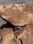 Solid Swamp Kauri Stump Piece Slab – Ideal for Woodworking Side Table Carousel 11