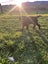 Labrador puppies Carousel 2