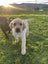 Labrador puppies Carousel 4