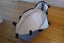 Bugaboo Pram & Maxi-Cosi Capsule w/ Many Accessories Carousel 16