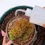 8Pcs/set Succulent Planting Kit Bucket Shovel Brush Watering Bottle Bonsai Carousel 6