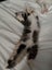 Ragdoll x 6 months old cats Carousel 6