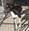 Tasman Pound Dog Rosie is looking for a home Carousel 3