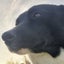 Tasman Pound Dog Rosie is looking for a home Carousel 4