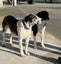 Tasman Pound Dog Rosie is looking for a home Carousel 5