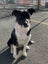 Tasman Pound Dog Rosie is looking for a home Carousel 2