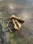 assorted new brass fittings for joinery Carousel 7