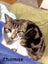 Cats Protection Canterbury - Teens Carousel 4