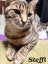 Cats Protection Canterbury - Teens Carousel 5