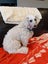 Amber the poodle x westie (Ellie's Canine Rescue & Rehome) Carousel 1