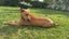 7month puppy Carousel 1