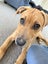 7month puppy Carousel 5