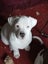 American Bulldog Puppies Carousel 6