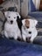 American Bulldog Puppies Carousel 5