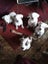 American Bulldog Puppies Carousel 1