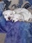 American Bulldog Puppies Carousel 9